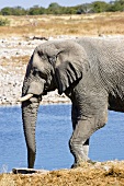 Namibia, Elefant am Wasserloch, X 