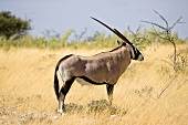 Namibia, Oryxantilope im Busch, X 