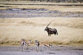Namibia, Oryxantilopen im Busch, X 