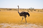 Namibia, Strauß im Busch, Vogelstrauß