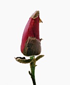 Close-up of magnolia bud on white background