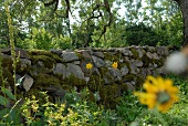 Estland, Muhu, Mauer aus Natur- steinen, Moos
