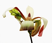 Close-up of magnolia x brooklynensis on white background