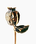 Close-up of poppy seeds capsule on white background