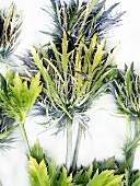 Close-up of thistle thorn on white background