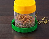 Sprouted beans in container