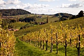 View of Syrian Wine Road in Gamlitz, Styria, Austria
