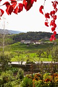 View from a seasonal, vineyard-run wine bar, Steiermark, Austria