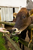 Steiermark: Aichsternhof Kuh gibt unbehandelte Milch