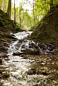 View of water flowing in forest in Styria, Austria