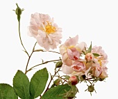 Name: Rosa multiflora Carnea Thory 