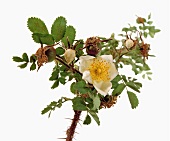 Name: Rosa pimpinellifolia Nana Andr.