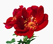 Close-up of red flower on white background