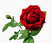 Close-up of red rose with leaves and bud on white background