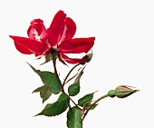 Close-up of red rose with leaves and bud on white background