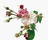 Close-up of roses with leaves and bud on white background