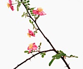 Name: Rosa elegantula Persetosa 