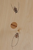Insekten auf Möbel gemalt, von Kerstin Englmann