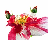 Name: Rosa gallica Versicolor L. 