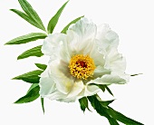 Name: FENG DAN BAI (weißer Phoenix) Paeonia ostii cv.