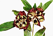 Name: Helleborus orientalis-Hybride Samenstand
