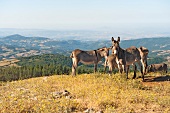 Italien, Toskana, Maremma, Herde von Kampf-Eseln auf einer Anhöhe