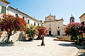 Italien, Toskana, Elba, Sant'Ilario, Platz mit blühenden Sträuchern