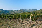 Weinfelder des Winzers Giorgio Clai in Krasica, Istrien