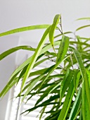 Grünpflanze: Feigenbaum, close-up 