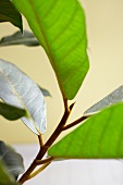 Grünpflanze: behaarte Birkenfeige, close-up