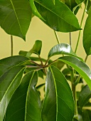 Grünpflanze: Strahlenaralie, closeup 