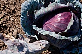 Close-up of cabbage in field at Okohof Kuhhorst, Brandenburg