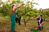 Workers harvesting apples at field in Brandenburg, Berlin, Germany
