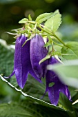 Close-up of purple bellflowers