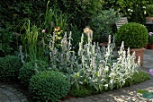 Perennial border with Wollziest with leaves in green and silver in garden