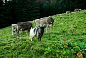 Deutschland, Allgäu, Rinder und Ziegen auf den Sennalpen