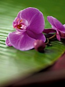 Büfetts, Eine violette Orchideenblüte