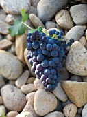 Close-up of Grenache noir grapes kept on stones