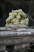 Close-up of bunches of white grapes on tray