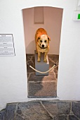 Stuffed Saint Bernard dog in Barry foundation