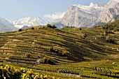View of wine fields and mountain range in lower Canton of Valais, Switzerland