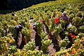View of vineyards on steep slope at Wallis