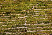 Wallis, Weinlese in Visperminen an einem steilen Seitenhang