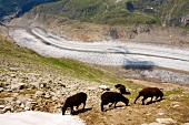 Wallis, Schafe am Aletschgletscher