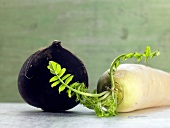Close-up of two roots, radish and beetroot