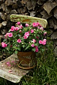 Impatiens flowers in pot on wooden chair