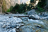 View of creek and trees in Samaria Gorge, Crete, Greece
