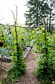Runner beans, bark mulch and beetroot surrounded by stones in kitchen garden