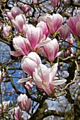 Blüten der Tulpen-Magnolie, botanisch: Magnolia x soulangiana