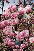 Close-up of magnolia tree with pink magnolia flowers